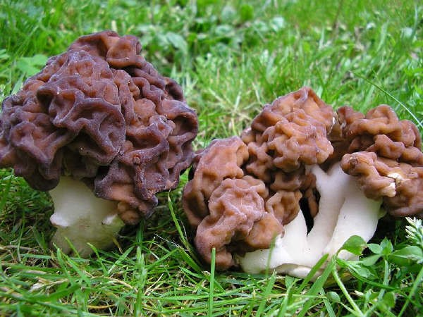 Nấm não Gyromitra esculenta:  Loại nấm kỳ lạ giống như mộc nhĩ này có tên khoa học là Guromitra esculenta mọc nhiều châu Âu và Bắc Mỹ. Mũ nấm gấp nếp như bộ não màu nâu sẫm có thể đạt chiều cao 10 cm và rộng 15 cm. Mặc dù độc tố khá nguy hiểm nếu ăn sống nhưng chúng được coi là loại thực phẩm phổ biến vùng Đông Âu và cư dân Ngũ Hồ Bắc Mỹ.